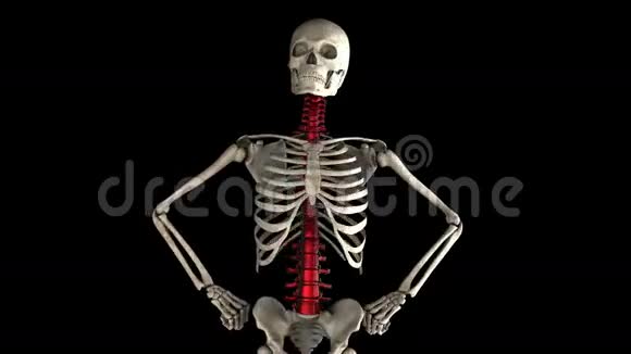 人体骨骼模型旋转阿尔法垫子视频的预览图