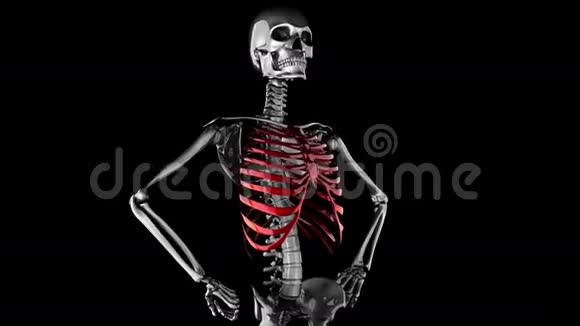人体胸部模型旋转阿尔法垫子视频的预览图