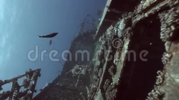 在埃及红海水下沉船SalemExpress视频的预览图