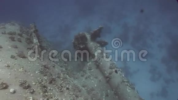 埃及红海里的萨勒姆快速沉船视频的预览图