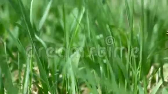 草地背景视频的预览图
