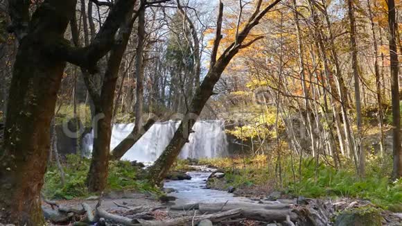 濑峡美丽的河流秋天日本视频的预览图