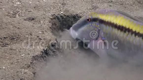 菲律宾海清澈的沙滩上的五颜六色的鱼视频的预览图