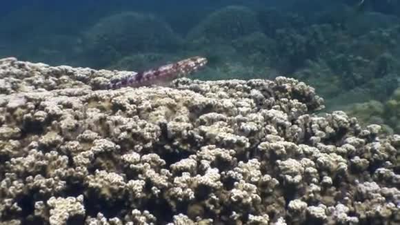 菲律宾野生动物海洋中五颜六色的鱼视频的预览图