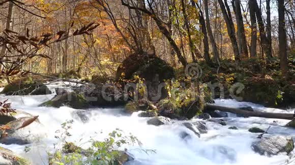 濑峡美丽的河流秋天日本视频的预览图