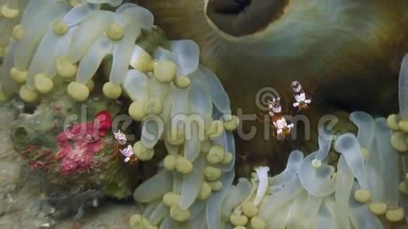 菲律宾野生动物海洋中的海葵视频的预览图