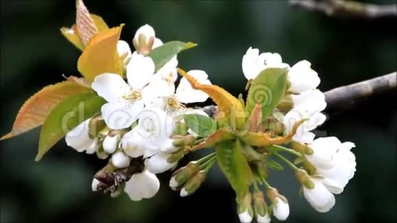春天樱花树上的花视频的预览图