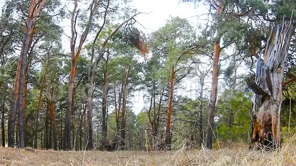 松林景观视频的预览图