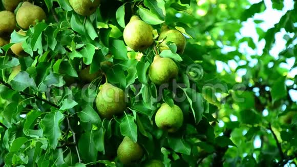 成熟的梨子聚集在水果园里视频的预览图