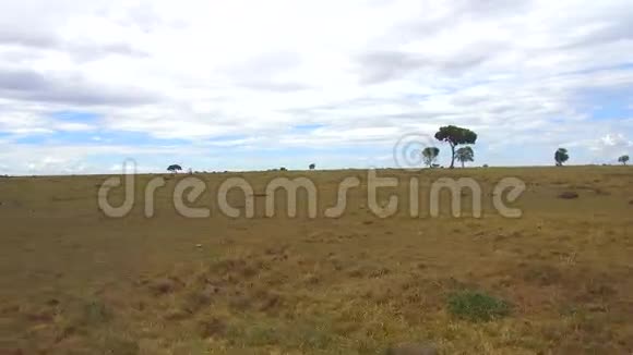 在非洲热带稀树草原放牧的动物视频的预览图