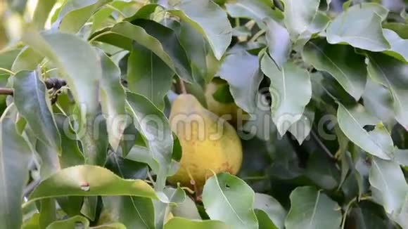 成熟的梨子聚集在水果园里视频的预览图