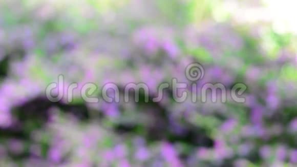 紫色的花背景视频的预览图