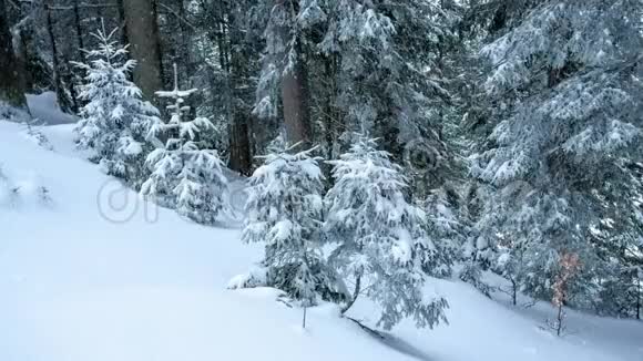 美丽的冬季景观白雪覆盖的树木冬天的山视频的预览图
