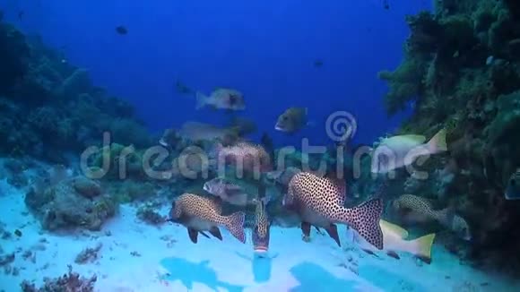 在珊瑚礁上的哈莱金甜唇视频的预览图