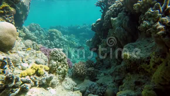 珊瑚礁异国鱼类视频的预览图