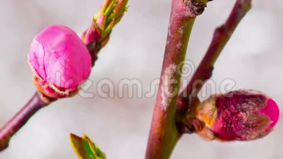粉红樱桃树花丛视频的预览图