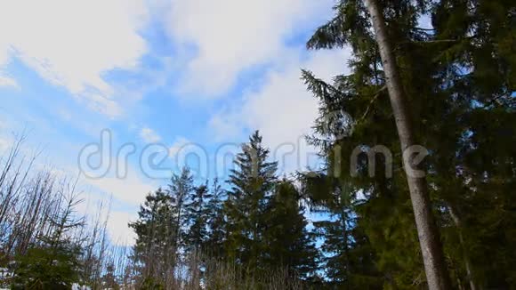 上奥地利基尔夏拉比林茨冬季美丽的森林视频的预览图