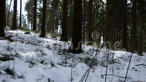 上奥地利基尔夏拉比林茨冬季美丽的森林视频的预览图