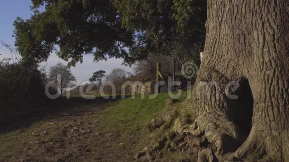 伦敦附近的英国乡村早春山榉木复制空间背景空心树视频的预览图