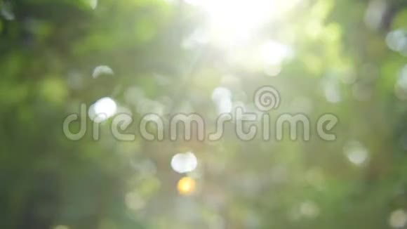 阳光透过树叶照出焦点视频的预览图