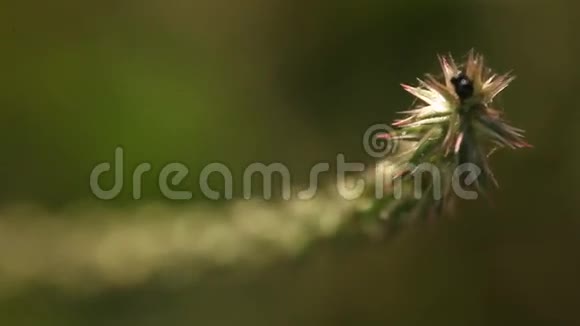 微射的花视频的预览图