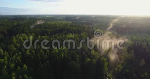 雾蒙蒙的森林鸟瞰飞过雾气视频的预览图