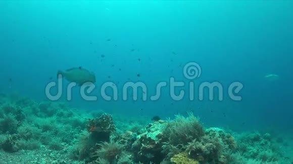 珊瑚礁上的驼峰鹦鹉4k视频的预览图