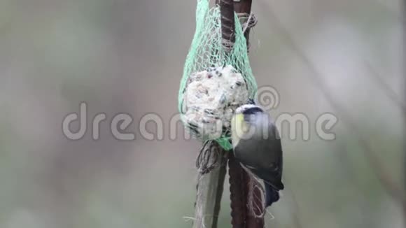 欧亚蓝山雀冬季取食鸟类视频的预览图