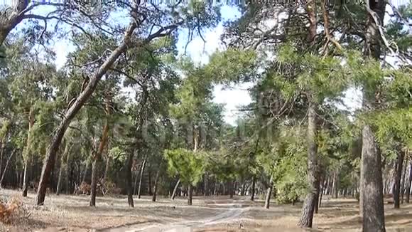 松林景观视频的预览图