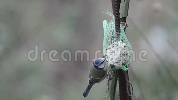 冬季鸟类饲养器上的欧亚蓝蓝视频的预览图