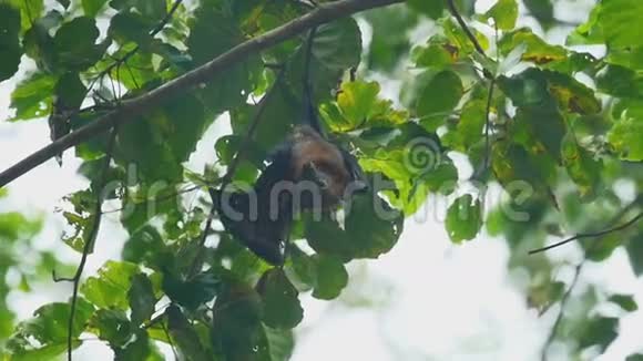 飞狐挂在树枝上视频的预览图