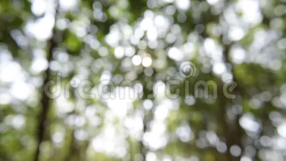 阳光透过树叶照出焦点视频的预览图