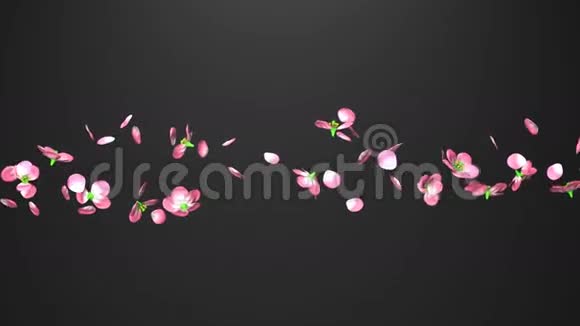 黑色背景上的樱花视频的预览图