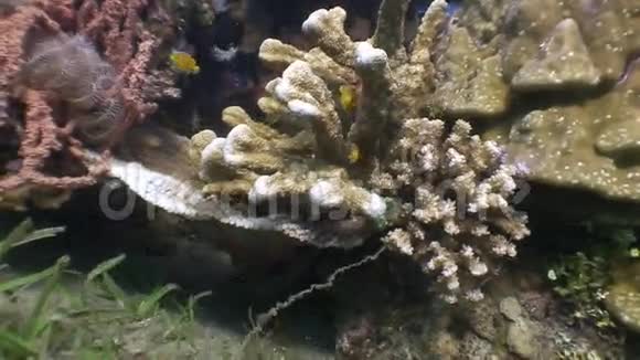 菲律宾海洋珊瑚背景下的彩色鱼学校视频的预览图