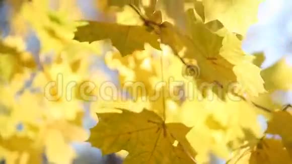 黄色的枫叶视频的预览图