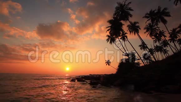 日落时热带海滩岸边的棕榈树视频的预览图