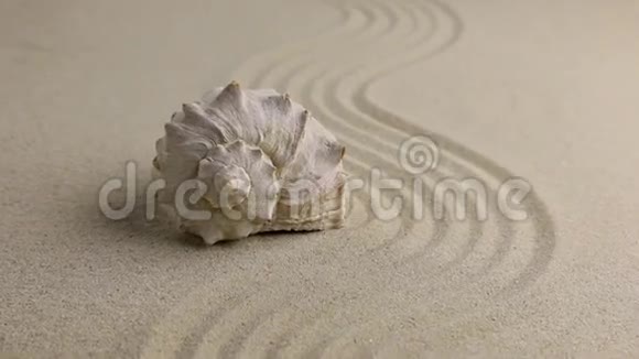 缩放贝壳躺在沙滩上视频的预览图