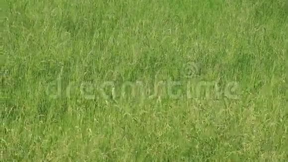 绿草田景为背景视频的预览图