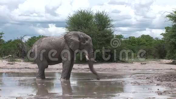非洲博茨瓦纳大草原野生象象形目视频的预览图