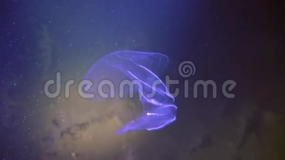 独特的拍摄白海的水下视频的预览图