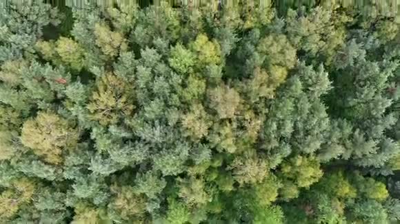 波兰森林的鸟瞰图视频的预览图