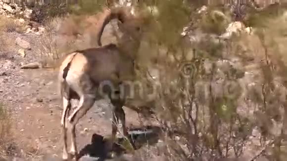 沙漠大角羊羊视频的预览图
