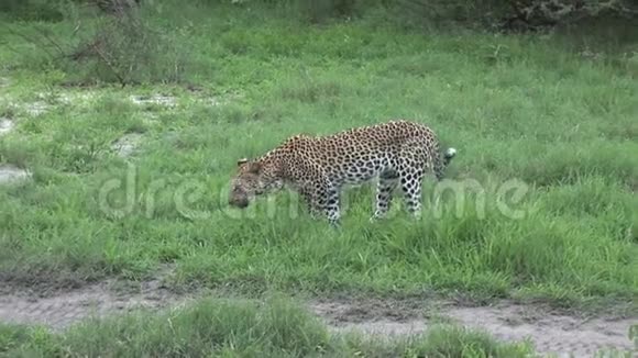 非洲热带草原野生动物哺乳动物视频的预览图