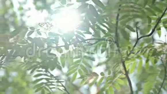 阳光透过树绿叶视频的预览图