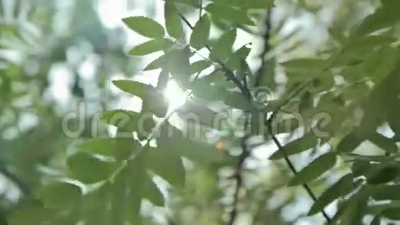 阳光透过树绿叶视频的预览图