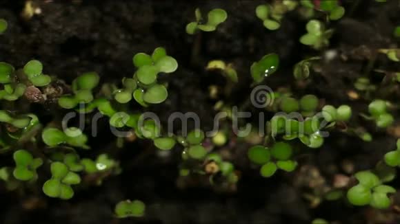 种植绿色植物农业时间表视频的预览图