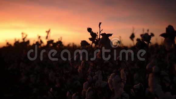 昆士兰州奥凯的棉花田视频的预览图