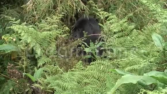 野生大猩猩卢旺达非洲热带森林视频的预览图