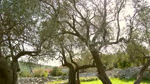 橄榄树黑山的橄榄林和花园视频的预览图
