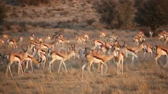 春羚羚羊群视频的预览图
